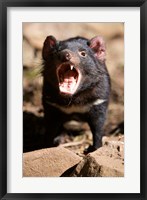 Framed Angry Tasmanian Devil