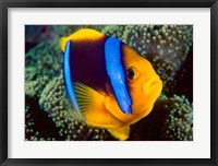 Framed Anemonefish, Great Barrier Reef, Australia