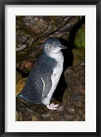 Framed Australia, Bass Strait, Little blue penguin