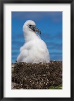 Framed Australia, Tasmania, Bass Strait Albatross chick