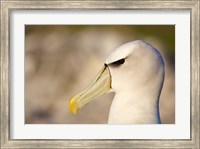 Framed Australia, Tasmania, Bass Strait, Albatross bird head