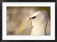 Framed Australia, Tasmania, Bass Strait, Albatross bird head