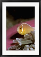 Framed Australia, Great Barrier Reef Anemonefish