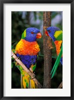Framed Australia, Pair of Rainbow Lorikeets bird