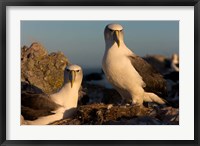 Framed Australia, Tasmania, Bass Strait Albatross pair