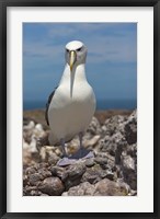 Framed Australia, Tasmania, Bass Strait Shy albatross