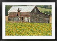 Framed Sunflowers and Old Barn, near Oamaru, North Otago, South Island, New Zealand