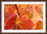 Framed Vine leaves, Domain Road Vineyard, South Island, New Zealand