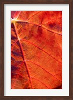 Framed Autumn leaf, Domain Road Vineyard, South Island, New Zealand