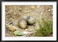 Framed Black-Fronted Tern eggs, South Island, New Zealand