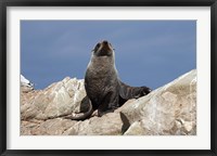 Framed Fur Seal, Kaikoura Coast, South Island, New Zealand