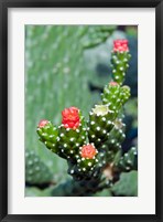 Framed Fat plant, Antigua, West Indies, Caribbean