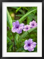 Framed Flowers, Antigua, West Indies, Caribbean