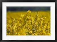 Framed Rapeseed Agriculture, South Canterbury, New Zealand