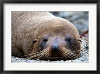 Framed New Zealand, South Island, Kaikoura Coast, Fur Seal