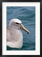 Framed New Zealand, South Island, Salvin's Albatross