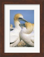 Framed Pair of Gannet tropical birds, Cape Kidnappers New Zealand