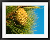 Framed Pine Cone in Tree, New Zealand