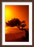 Framed Lone Divi Divi Tree at Sunset, Aruba