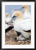 Framed Australasian Gannet chick and parent on nest, North Island, New Zealand