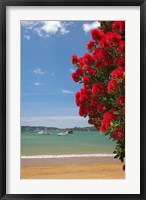 Framed Pohutukawa tree, beach, Paihia, North Island, New Zealand