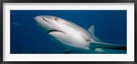 Framed Bahamas, New Providence Island, Caribbean Reef Sharks