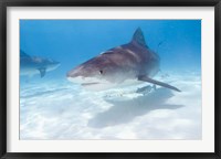 Framed Tiger Sharks, Northern Bahamas