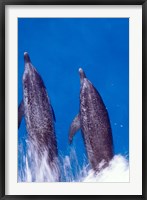 Framed Atlantic Spotted Dolphins, Bimini, Bahamas