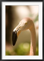 Framed Caribbean, Bonaire, Flamingos, tropical bird