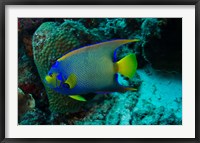 Framed Queen Angelfish, Bonaire, Netherlands Antilles