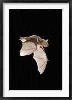 Framed Evening Bat leaving Day roost in tree hole, Texas
