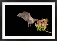 Framed Lesser Long-nosed Bat