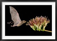 Framed Lesser Long-Nosed Bat in Flight Feeding on Agave Blossom, Tuscon, Arizona