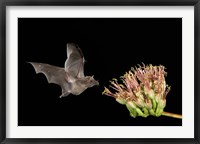 Framed Mexican Long-tongued Bat