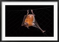 Framed Fishing Bat, Iwokrama Forest Reserve, Guyana