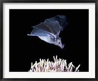 Framed Leafnosed fruit bat, agave, Tucson, Arizona, USA