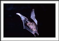 Framed Leaf-nosed Fruit Bat wildlife