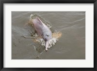 Framed Brazil, Amazonas, Rio Tapajos Freshwater pink Amazon dolphin