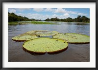 Framed Giant Amazon lily pads, Valeria River, Boca da Valeria, Amazon, Brazil