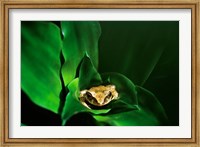 Framed Coqui Frog in Puerto Rico