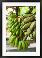 Framed Cuba, Vinales, El Jardin de Caridad, Bananas