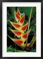 Framed Lobster Claw, Roseau, Dominica