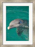 Framed Netherlands Antilles, Curacao, Dolphin Academy