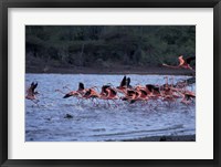 Framed Flamingo Sanctuary, Curacao, Caribbean