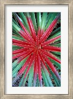 Framed Cactus Detail, Chrstoffel National Park, Curacao, Caribbean