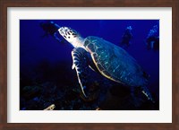 Framed Loggerhead Turtle, Dominica, Caribbean