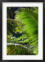 Framed Dominica, Roseau, Vegetation, rainforest