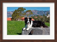 Framed Border Collie dog