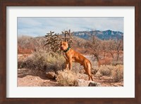 Framed American Pitt Bull Terrier dog, New Mexico