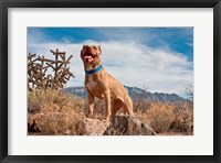 Framed Pitt Bull Terrier dog